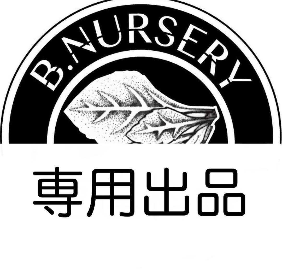 アグラオネマ　専用