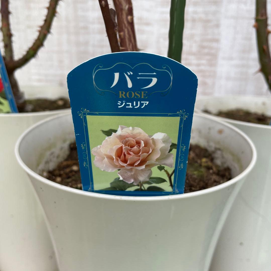 火曜特価！4鉢価格！バラ苗　苗木　薔薇　四季咲き　大輪　6号鉢　接木　ジュリア