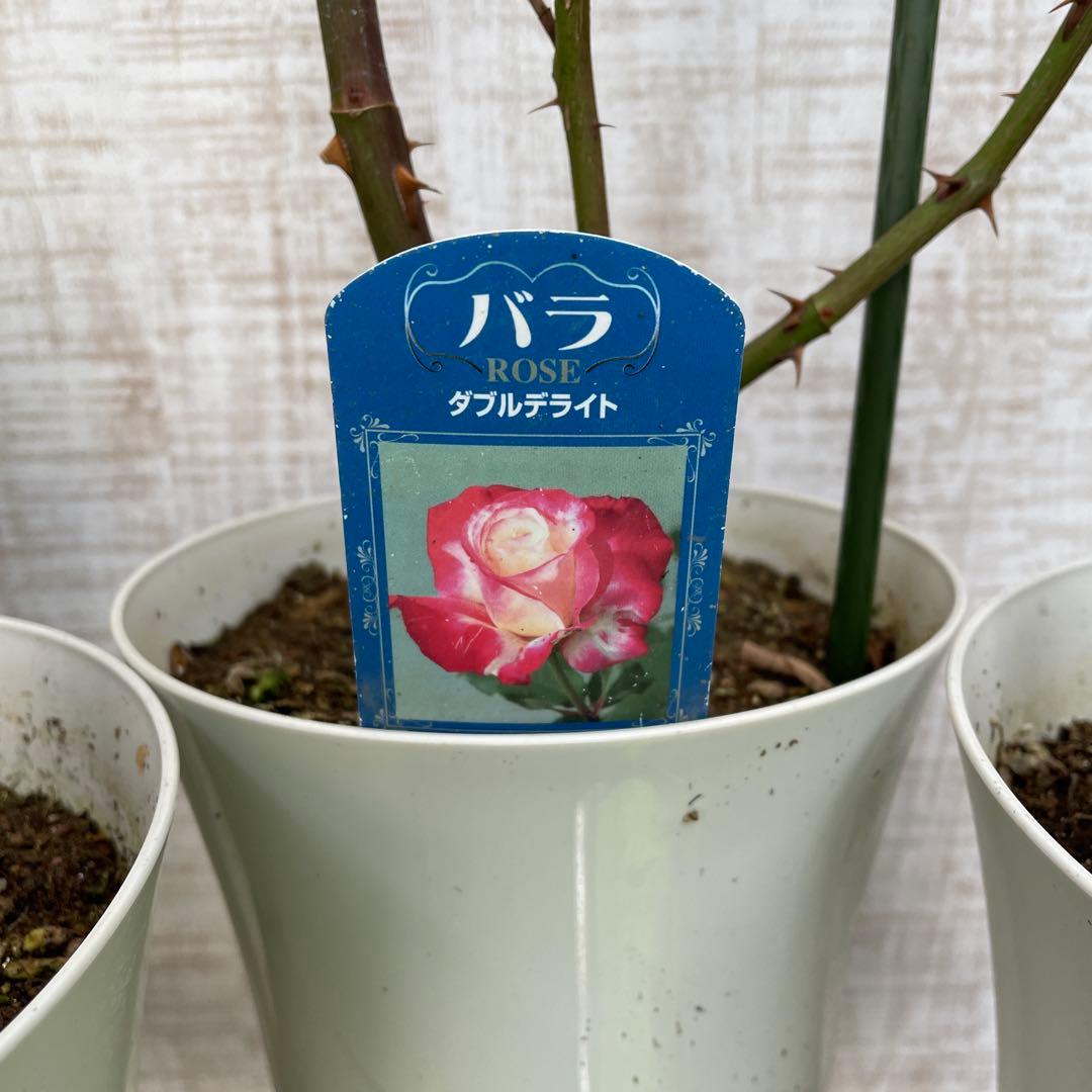 火曜特価！4鉢価格！バラ苗　苗木　薔薇　四季咲き　大輪　6号鉢　接木　ジュリア