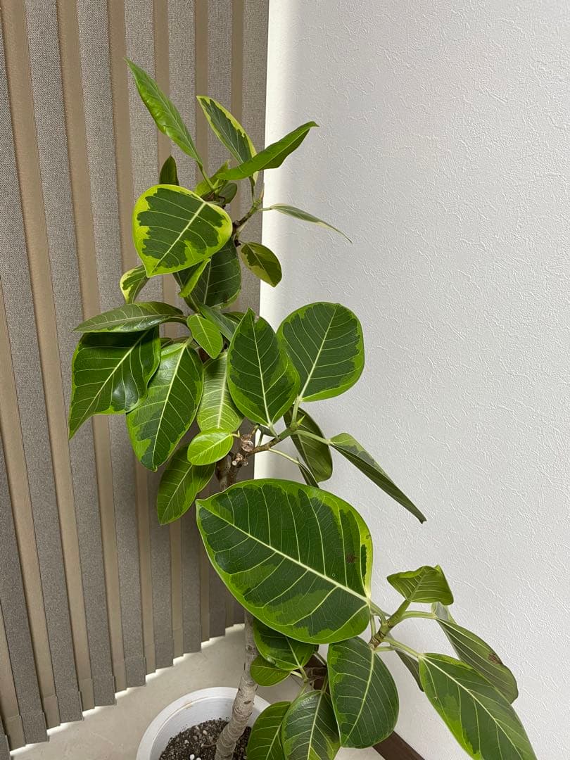 フィカス　アルテシマ　高さ約130cm