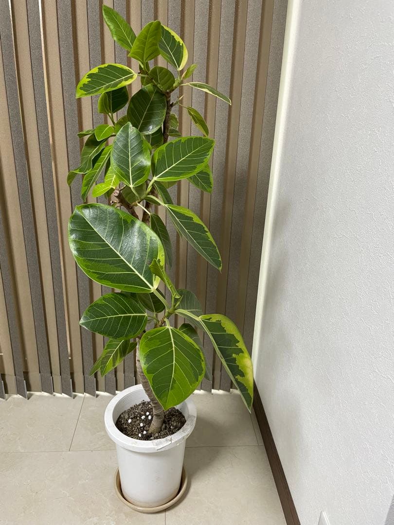 フィカス　アルテシマ　高さ約130cm