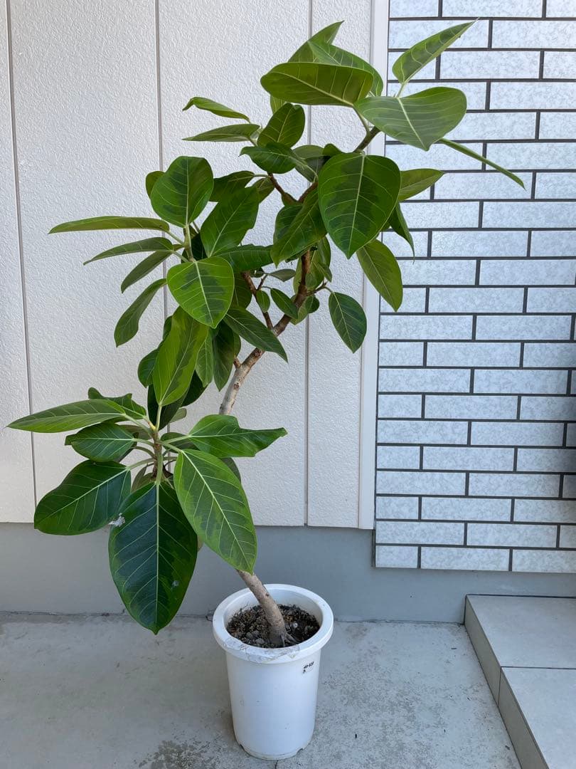 フィカス　アルテシマ　高さ約130cm