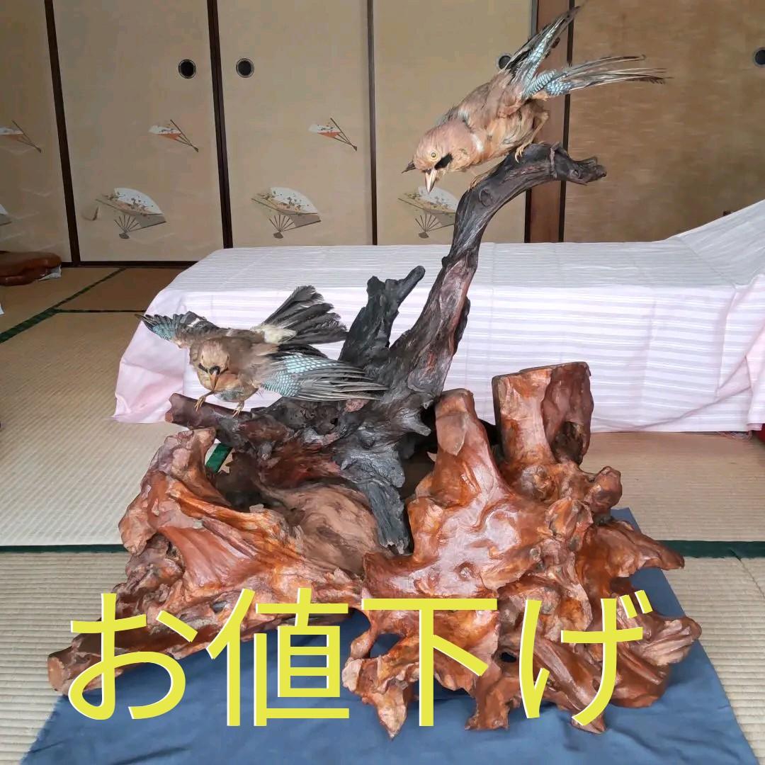 天然木の置物 鳥の剥製2羽付き インテリア