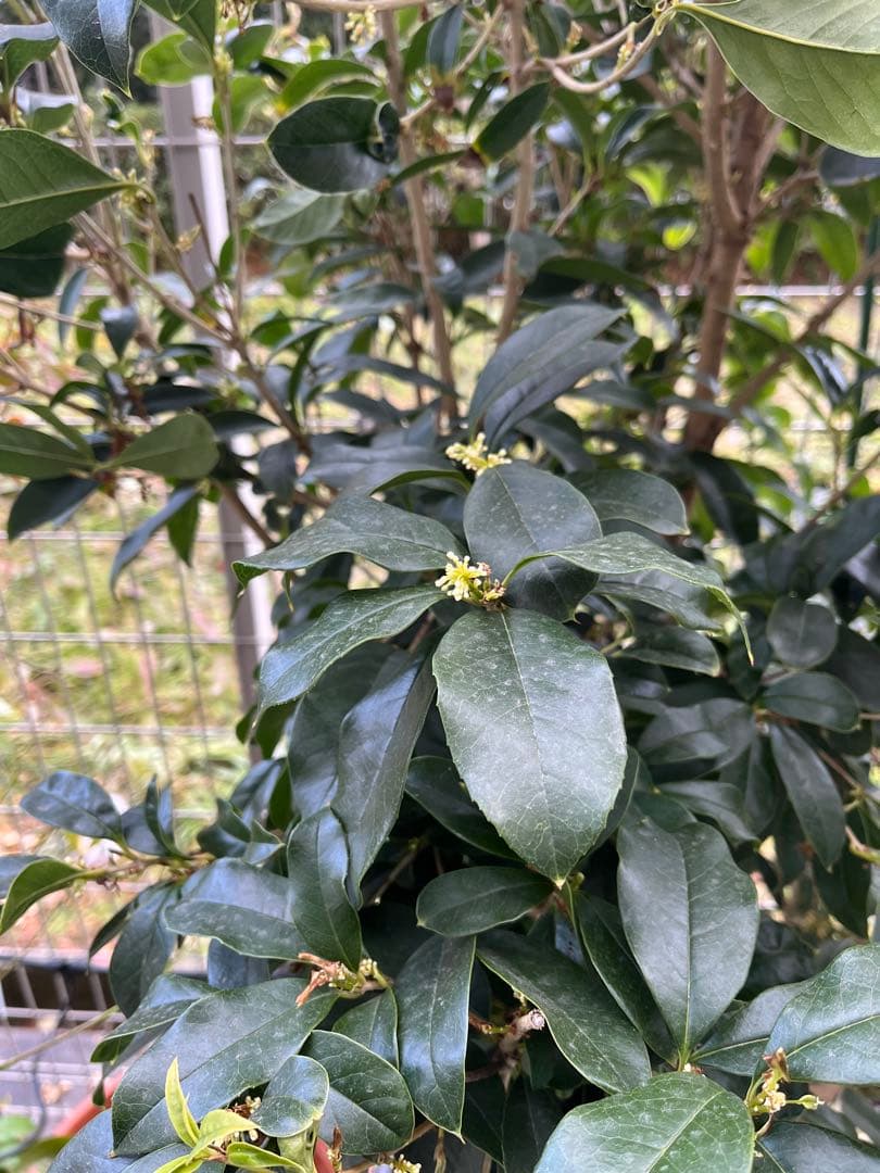 銀木犀　約160cm 白花