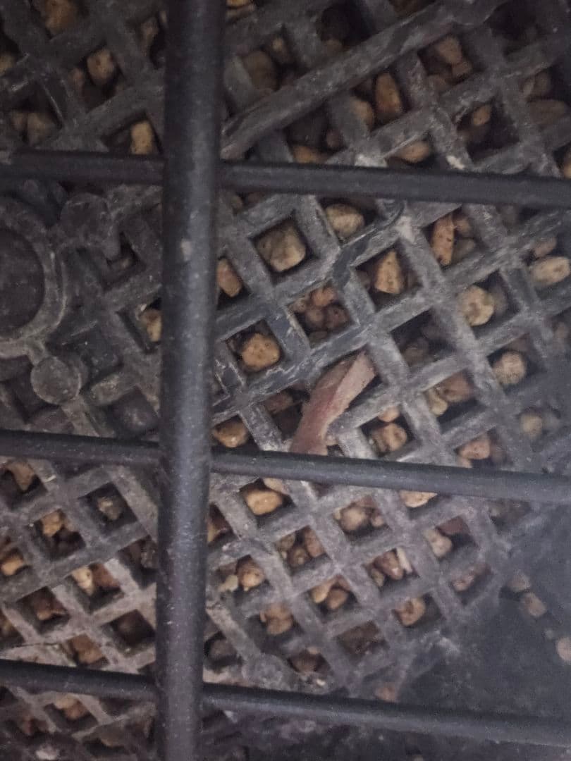 専用出品 セット割 ユッカロストラータ 太株 (み)