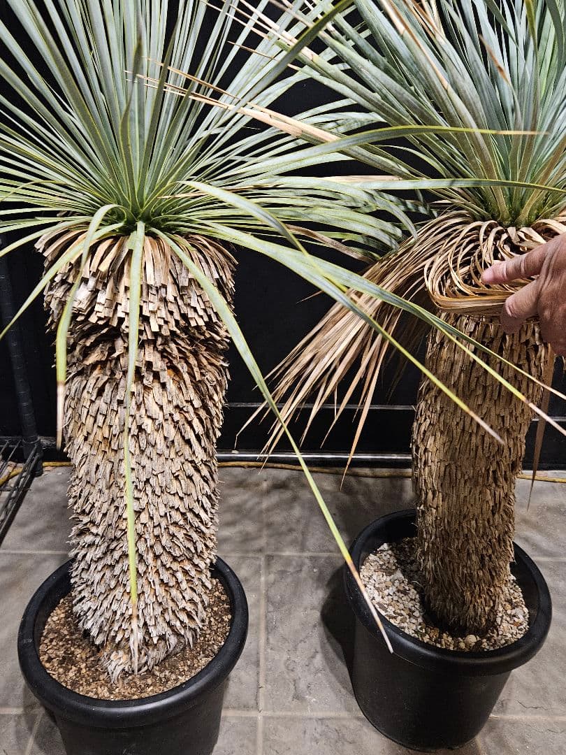 専用出品 セット割 ユッカロストラータ 太株 (み)