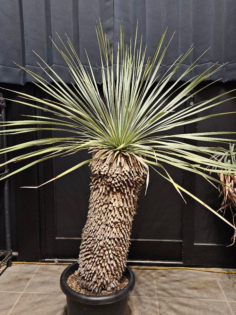 専用出品 セット割 ユッカロストラータ 太株 (み)