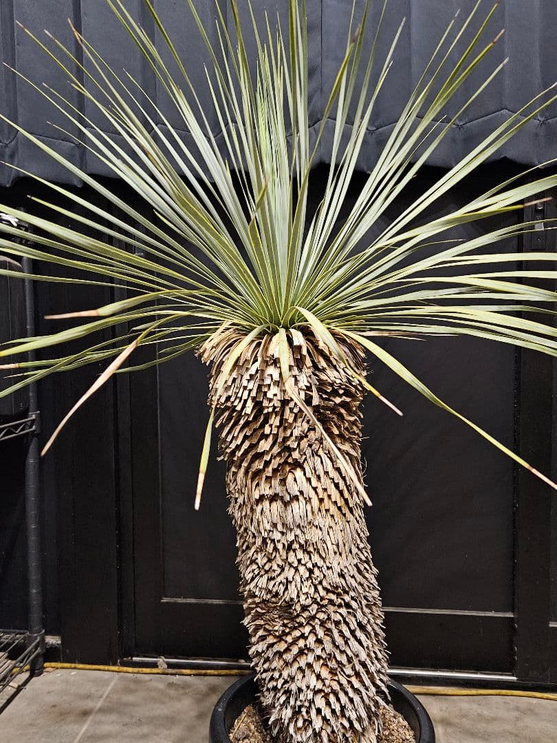 専用出品 セット割 ユッカロストラータ 太株 (み)