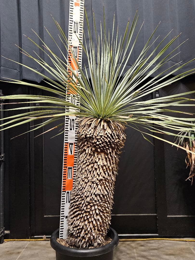 専用出品 セット割 ユッカロストラータ 太株 (み)