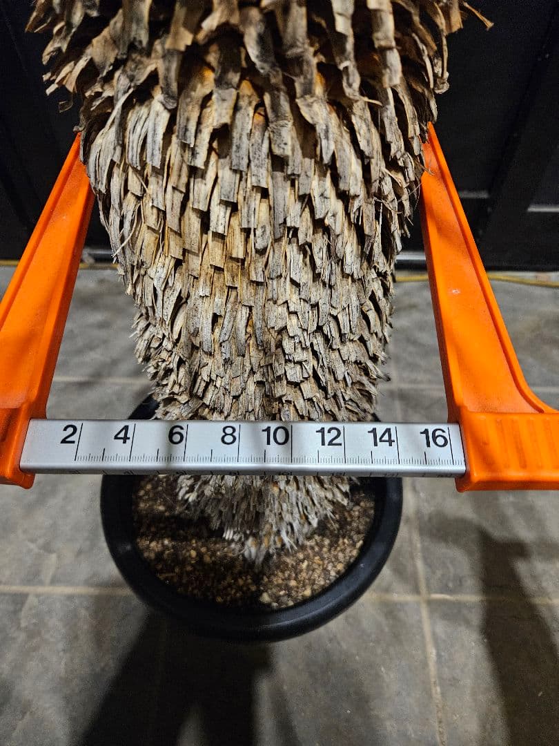 専用出品 セット割 ユッカロストラータ 太株 (み)