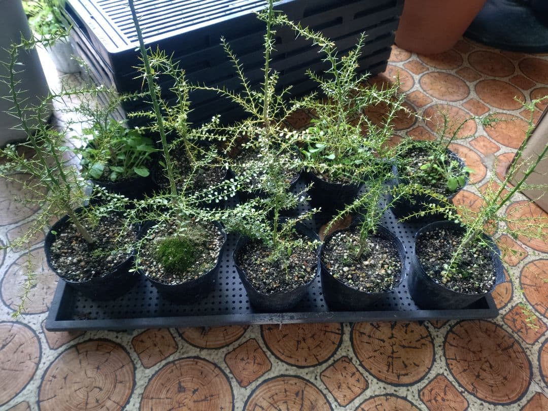 フィンガーライム苗10株+カラタチ苗10株