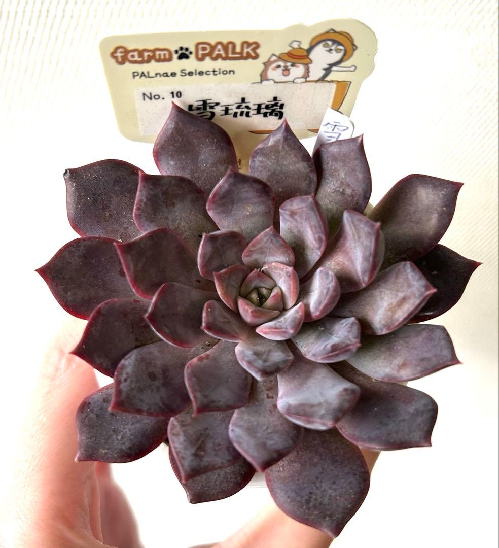 雪琉璃 札付き・抜き苗 ファームパルクさん苗