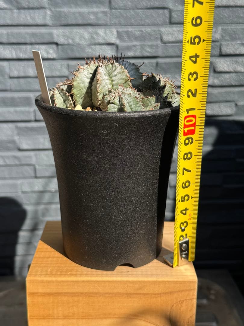 ☆激レア☆ スーパーホリダ×宇田ゼブラホリダ実生　ホリダ　オベサ