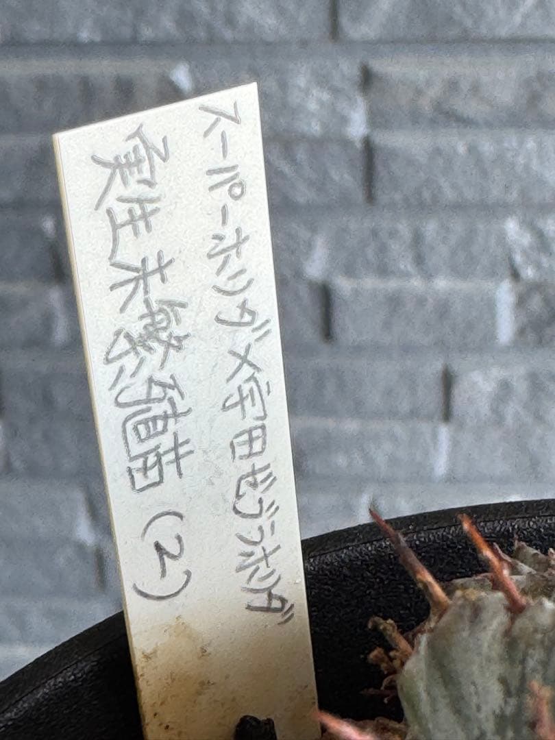 ☆激レア☆ スーパーホリダ×宇田ゼブラホリダ実生　ホリダ　オベサ