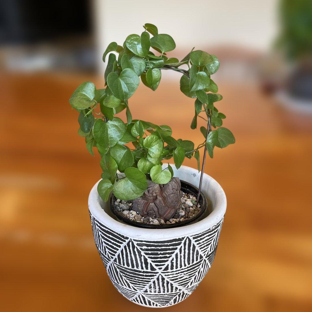 ディオスコレア 亀甲竜