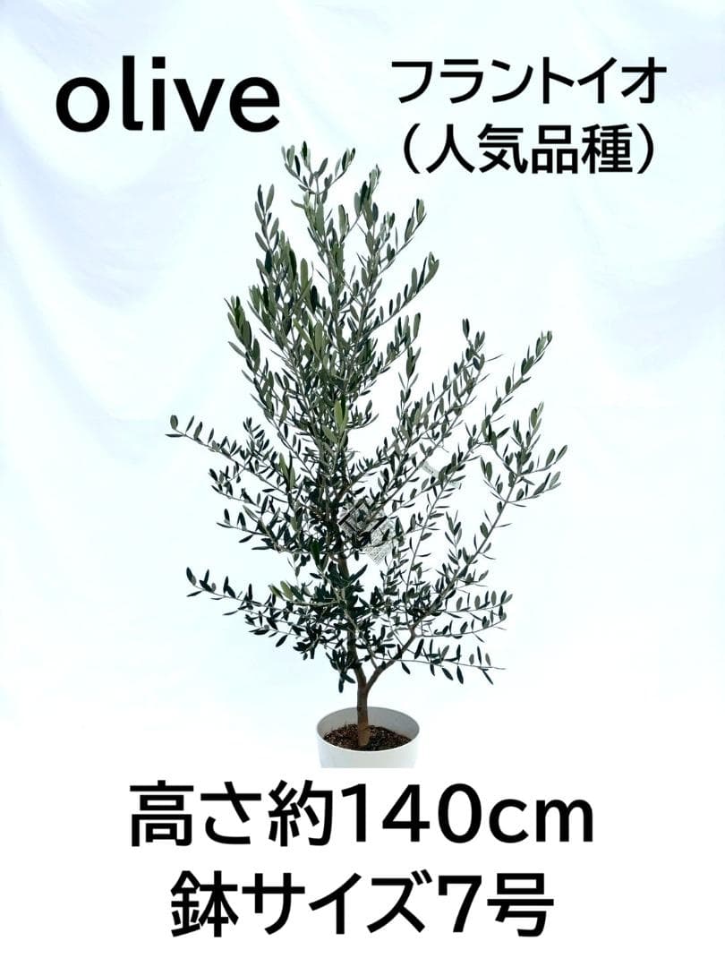 オリーブの木　フラントイオ　7号　約140cm　NO.851　人気品種　現品掲載