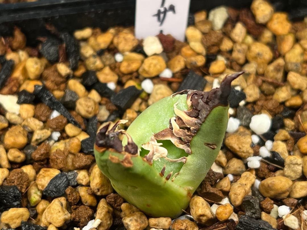 毒刺産　極上血統シーザー　アガベ