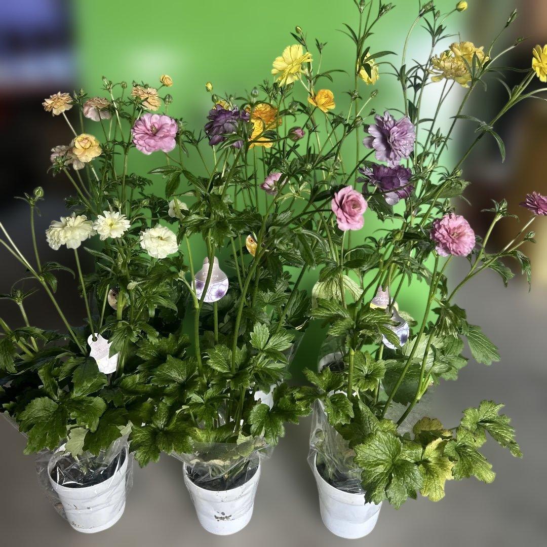 ラナンキュラス苗　ラナンキュラスラックス　6ポット価格