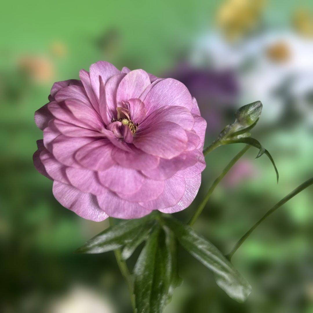 ラナンキュラス苗　ラナンキュラスラックス　6ポット価格