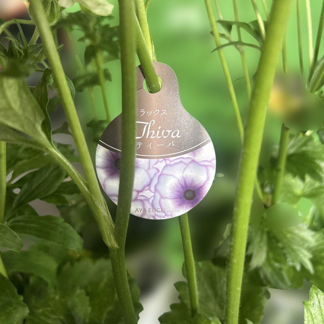 ラナンキュラス苗　ラナンキュラスラックス　6ポット価格