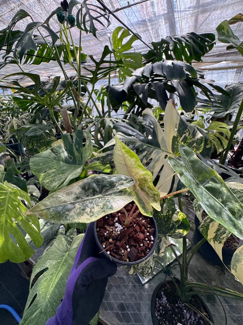 1アロカシア　ブセウド　サンデリアナ　ピンク