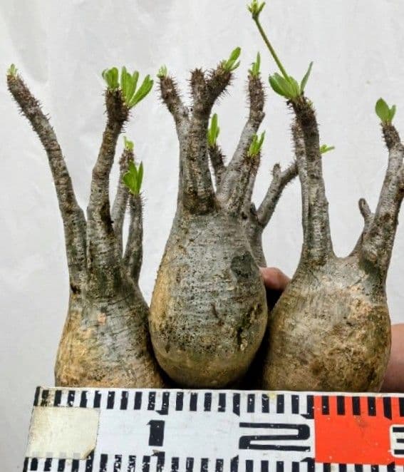パキポディウム グラギリス 発根済み 塊根植物 多頭型