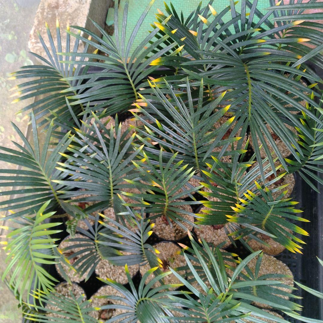 ちょぴ　金環(奄美黄金)ソテツ　実生苗　5苗まとめ