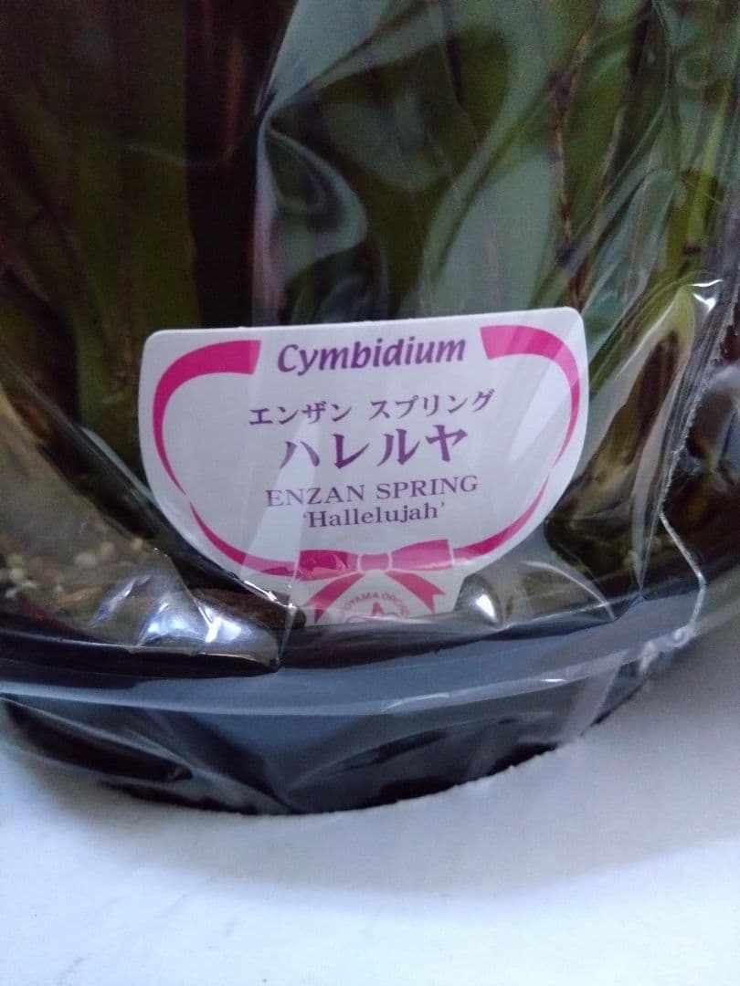 シンビジウム　2種 ( ピンク・黄色)