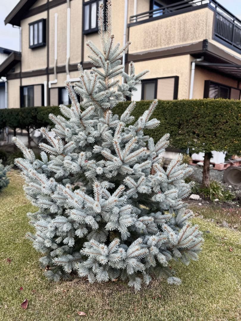 プンゲンストウヒ　ホプシー