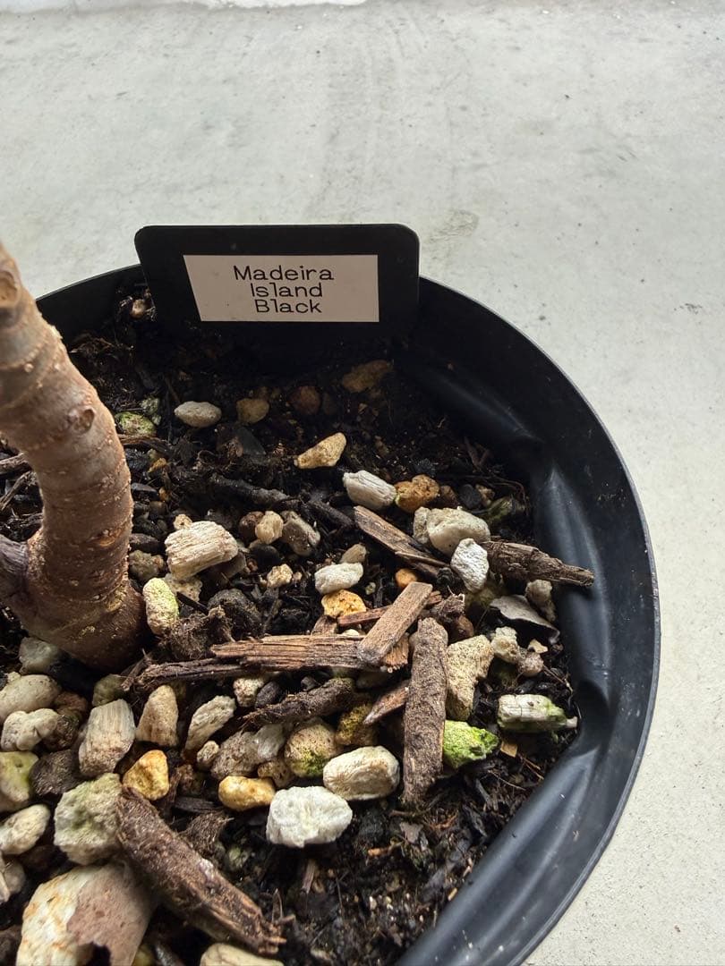 Madeira islond black   イチジク いちじく 穂木 苗