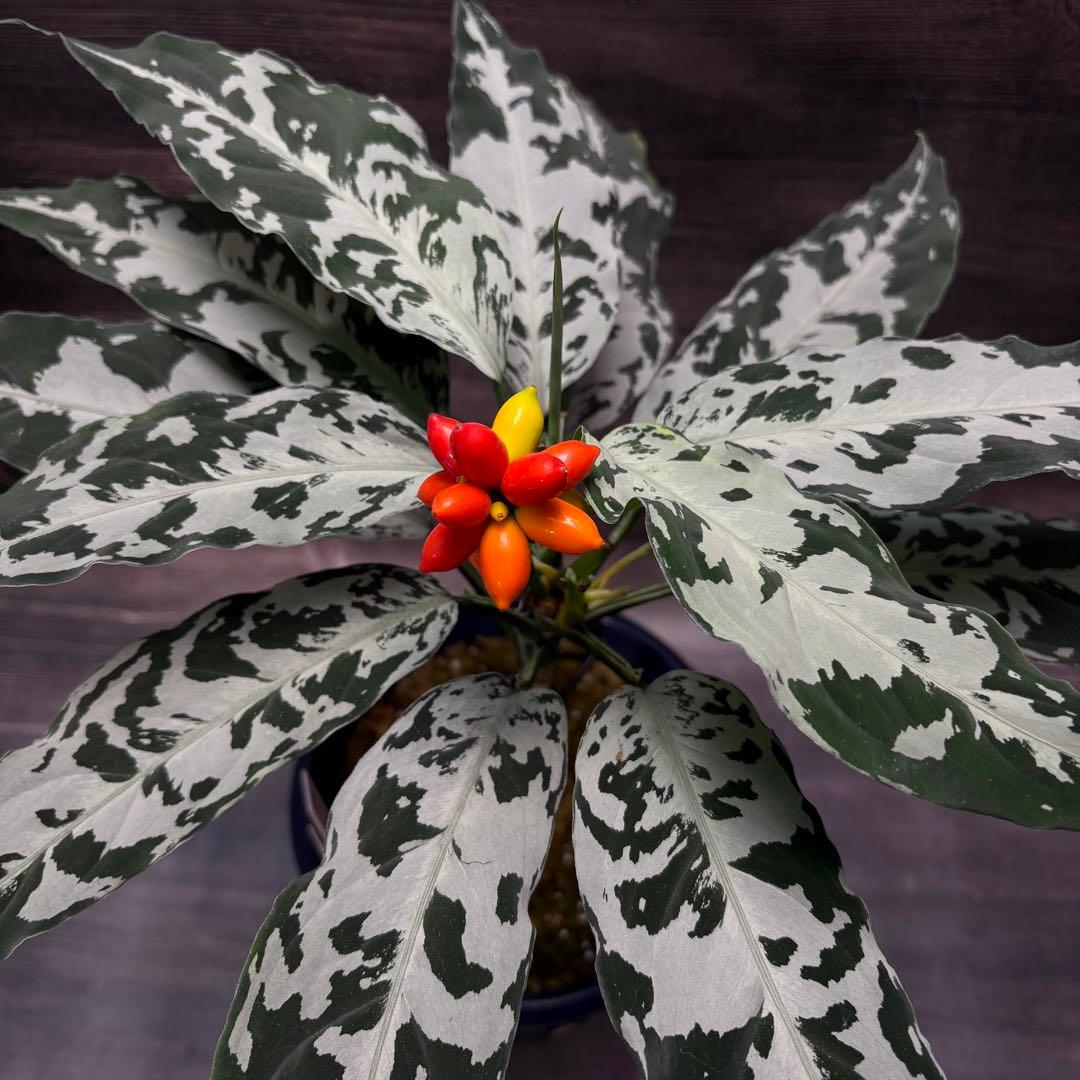 アグラオネマ ピクタム種1粒b2