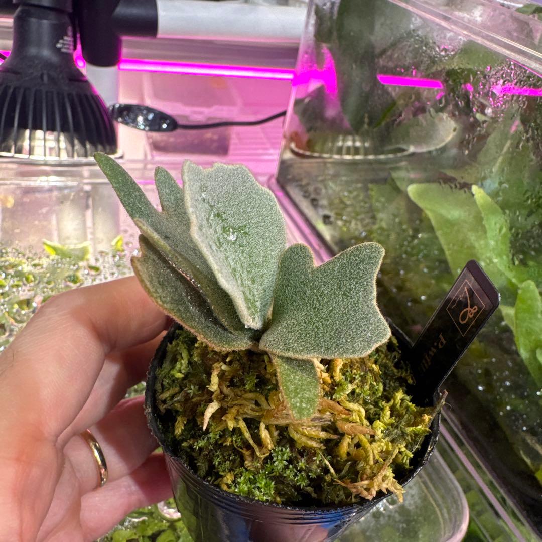 R*o様 エルブス　ウィリンキー　ビカクシダ　子株