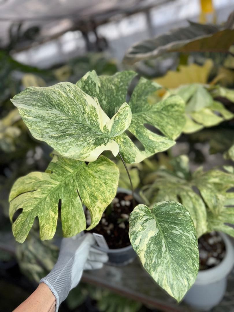 8モンステラ　デリシオーサ　レガシー　健康美斑入り株