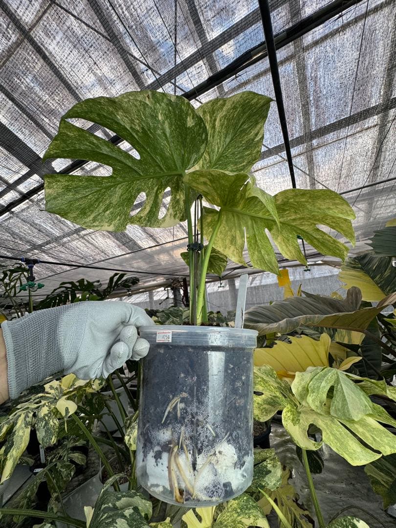 8モンステラ　デリシオーサ　レガシー　健康美斑入り株