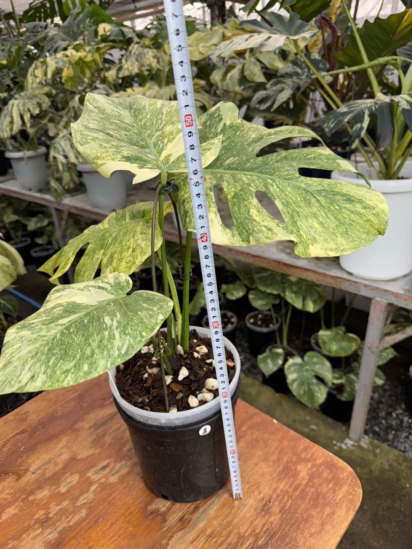 8モンステラ　デリシオーサ　レガシー　健康美斑入り株