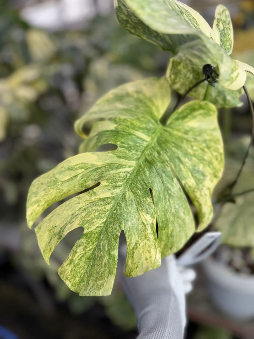 8モンステラ　デリシオーサ　レガシー　健康美斑入り株