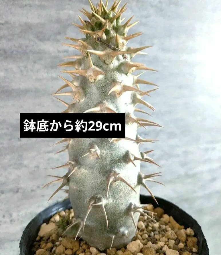 激安スタート パキポディウム　アンボンゲンセ　実生　コーデックス　塊根植物