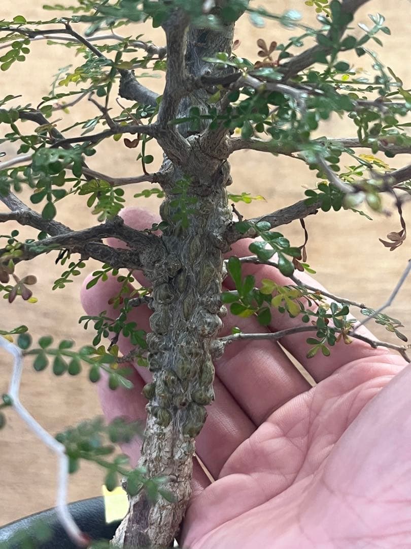 オペルクリカリア　パキプス　実生株