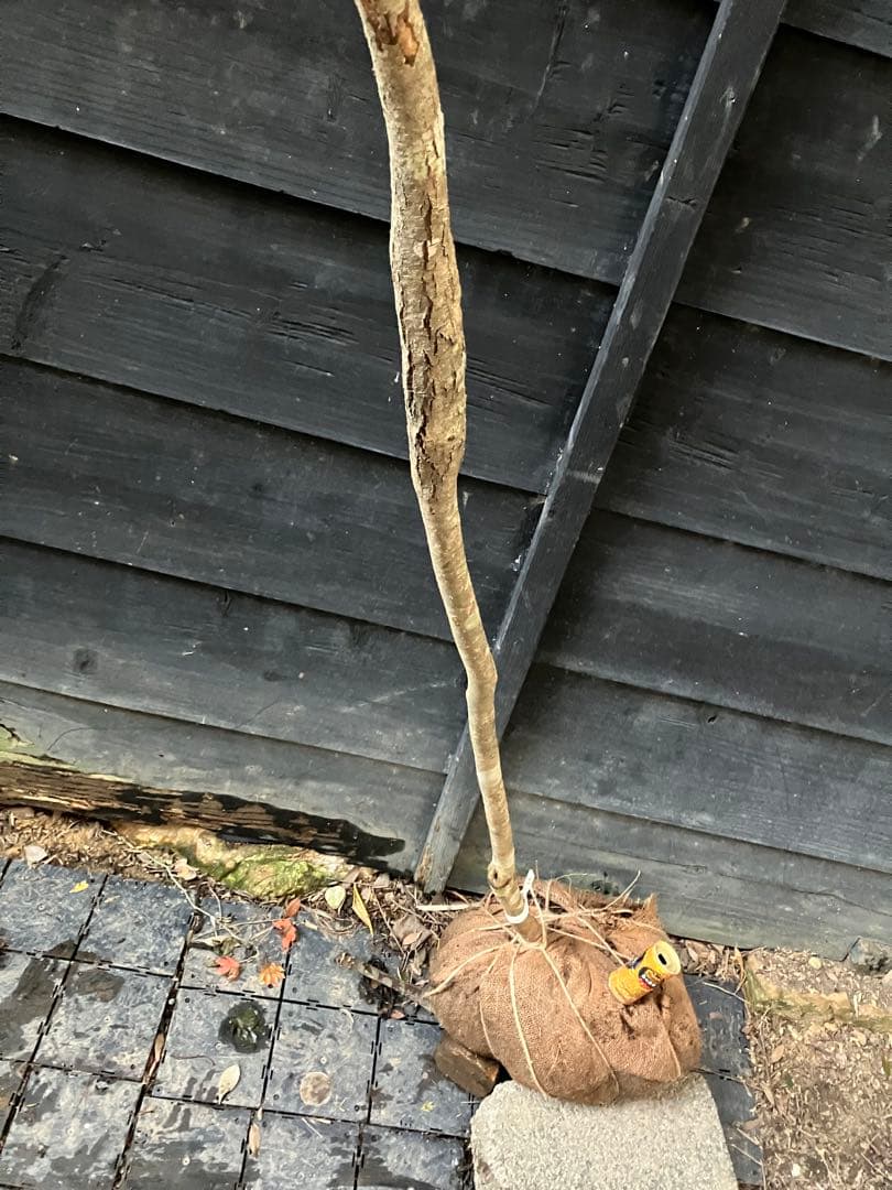 50 山採り　マンサク