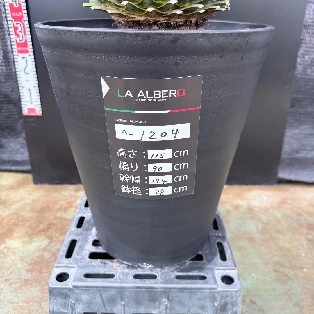 【AL1204】ユッカ　ロストラータ　ランチョブルー（品種名）極太