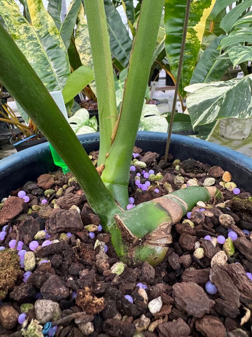 アロイド系　取り置き　モンステラ グリーン・オン・グリーン 親株サイズ