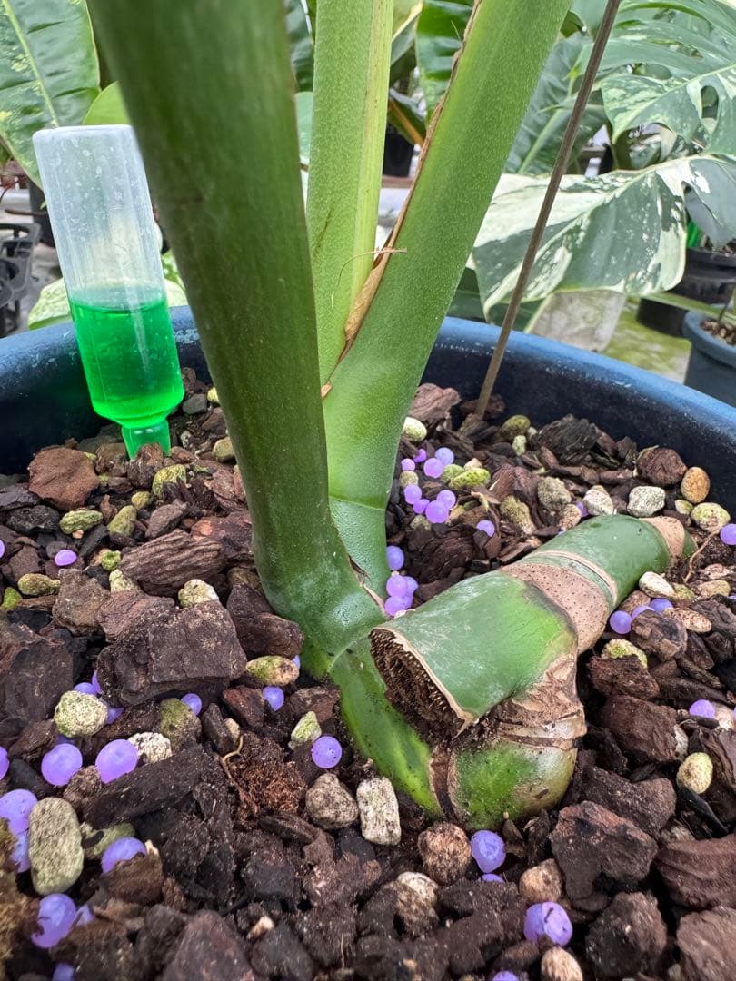 アロイド系　取り置き　モンステラ グリーン・オン・グリーン 親株サイズ