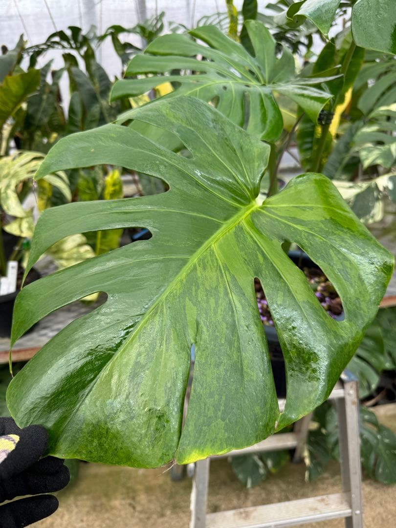 アロイド系　取り置き　モンステラ グリーン・オン・グリーン 親株サイズ