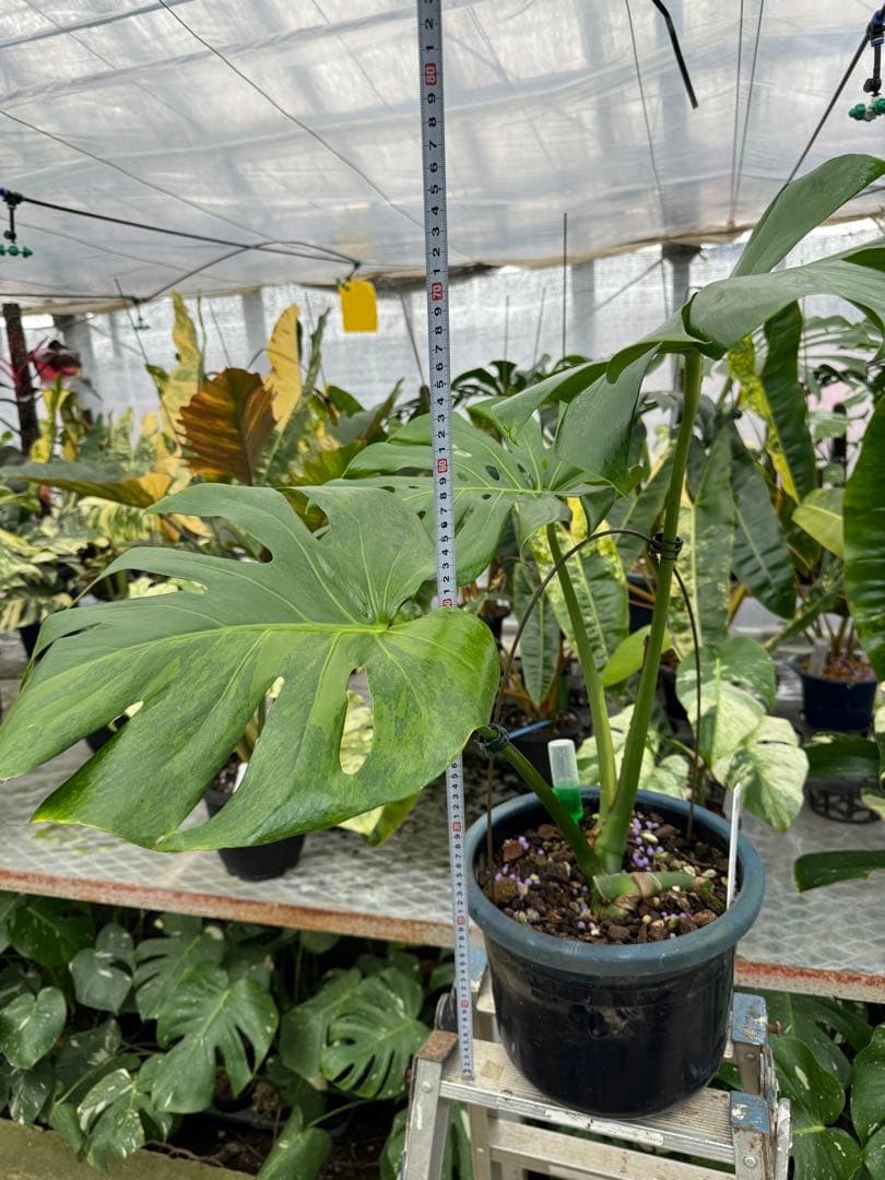 アロイド系　取り置き　モンステラ グリーン・オン・グリーン 親株サイズ