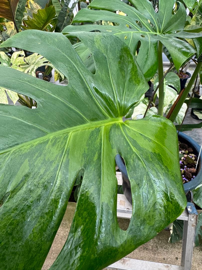 アロイド系　取り置き　モンステラ グリーン・オン・グリーン 親株サイズ