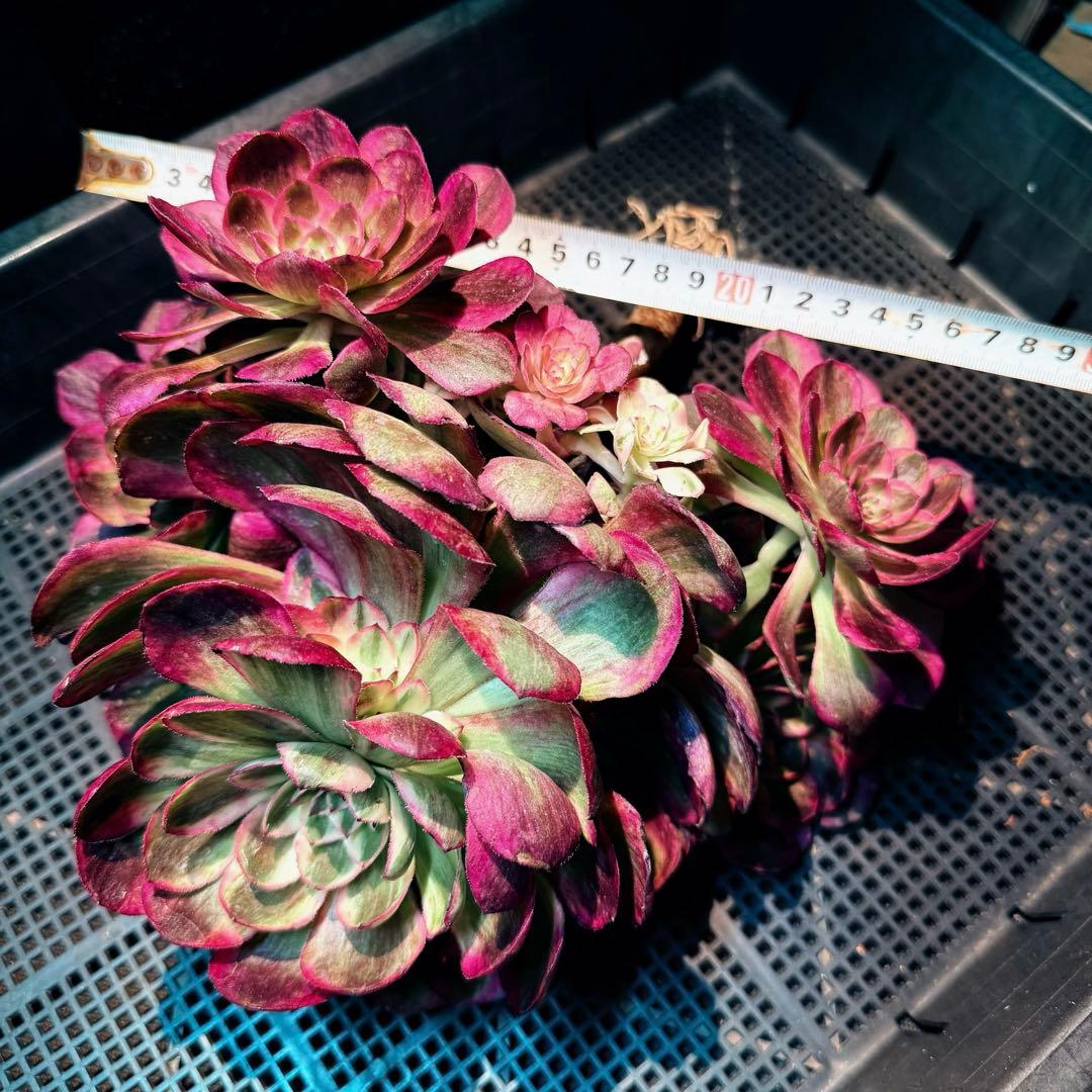 新入荷　超レア新品種　アエオニウム　スカーレットハート錦(変異芽あり)　超大品