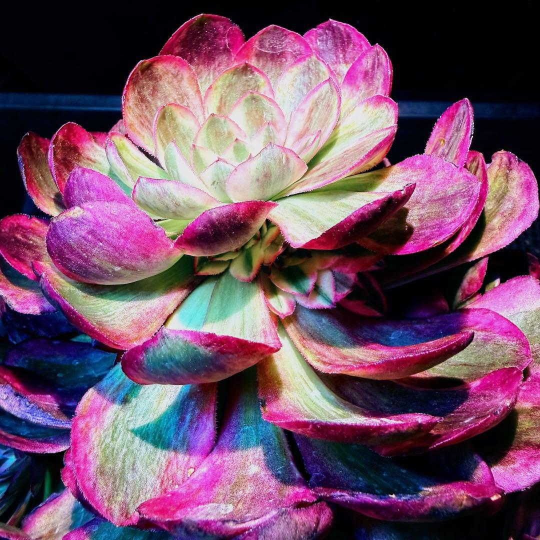 新入荷　超レア新品種　アエオニウム　スカーレットハート錦(変異芽あり)　超大品