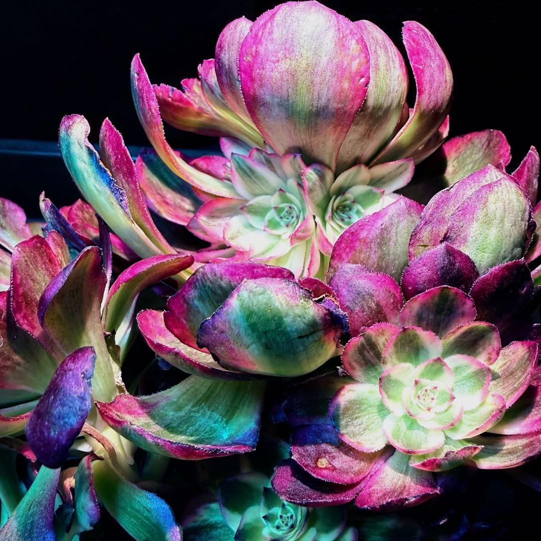 新入荷　超レア新品種　アエオニウム　スカーレットハート錦(変異芽あり)　超大品