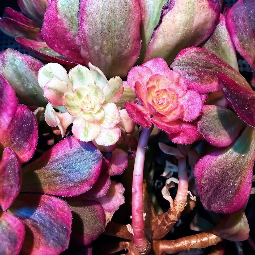 新入荷　超レア新品種　アエオニウム　スカーレットハート錦(変異芽あり)　超大品