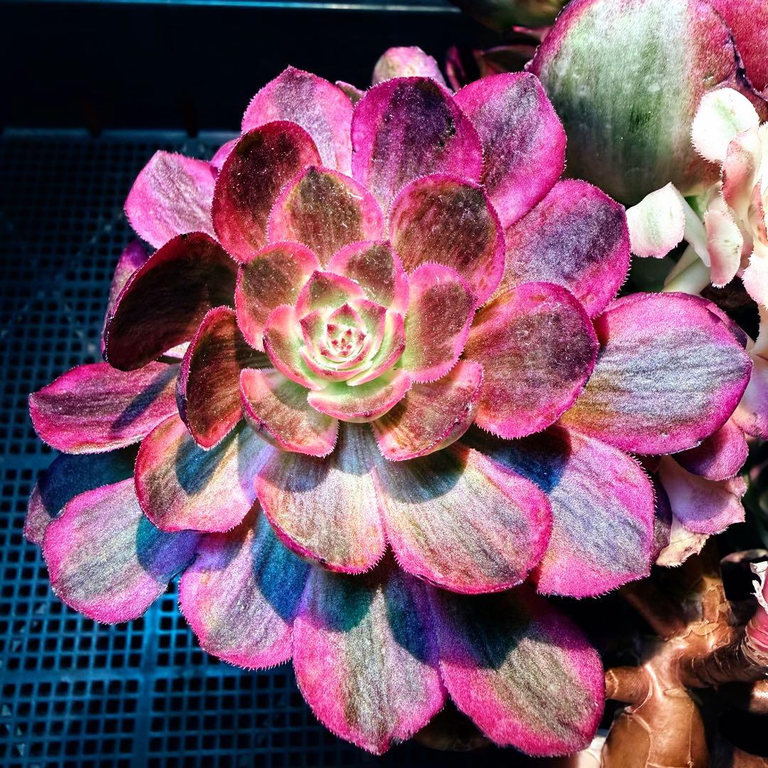 新入荷　超レア新品種　アエオニウム　スカーレットハート錦(変異芽あり)　超大品